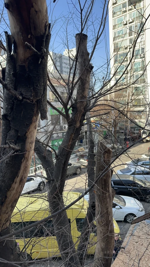 벌목,벌초