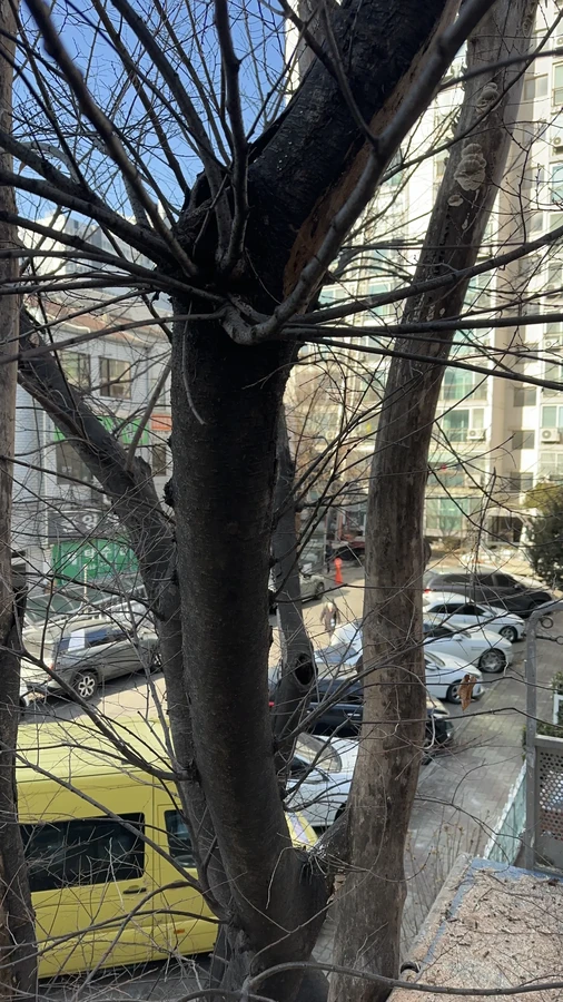 벌목,벌초