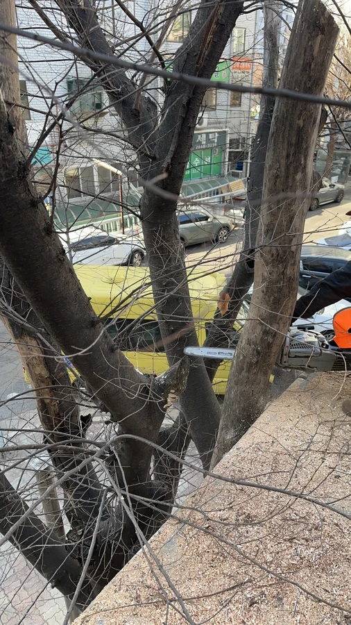 벌목,벌초