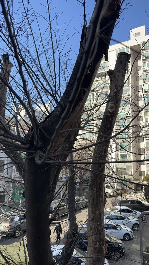 벌목,벌초