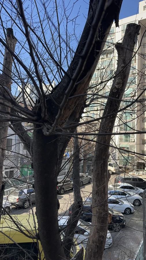 벌목,벌초