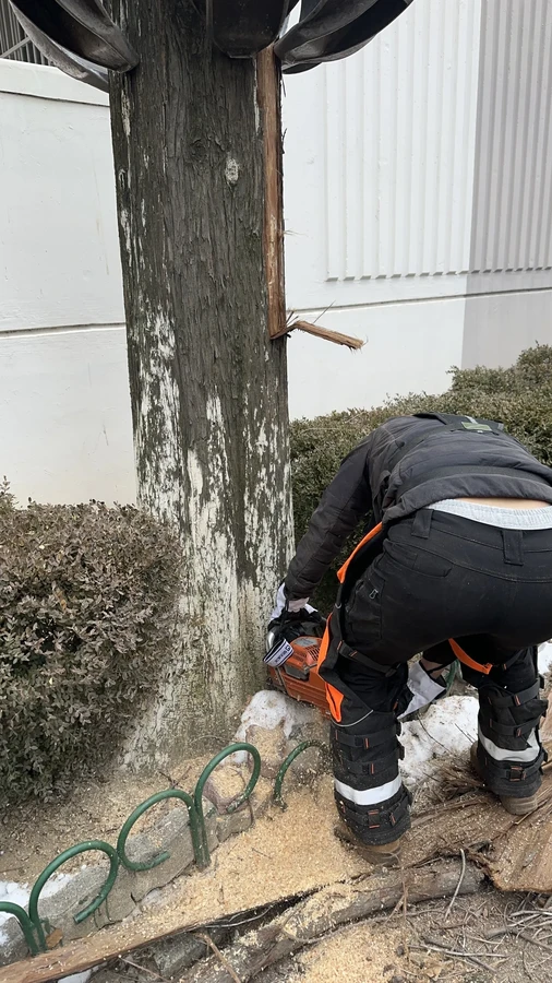 벌목,벌초