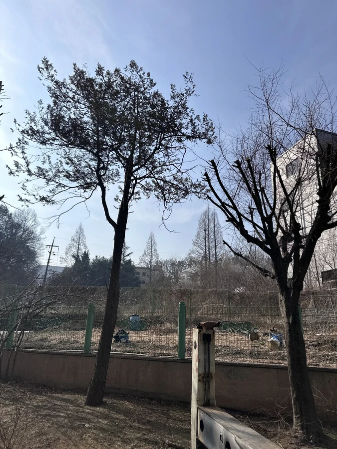 벌목,벌초