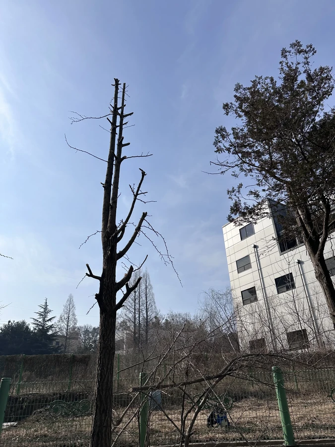 벌목,벌초