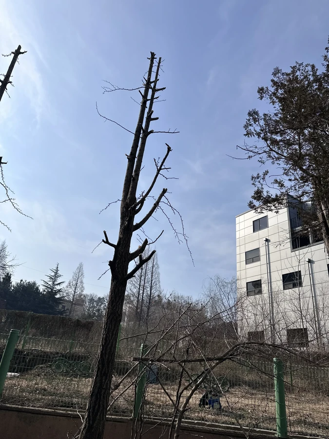 벌목,벌초