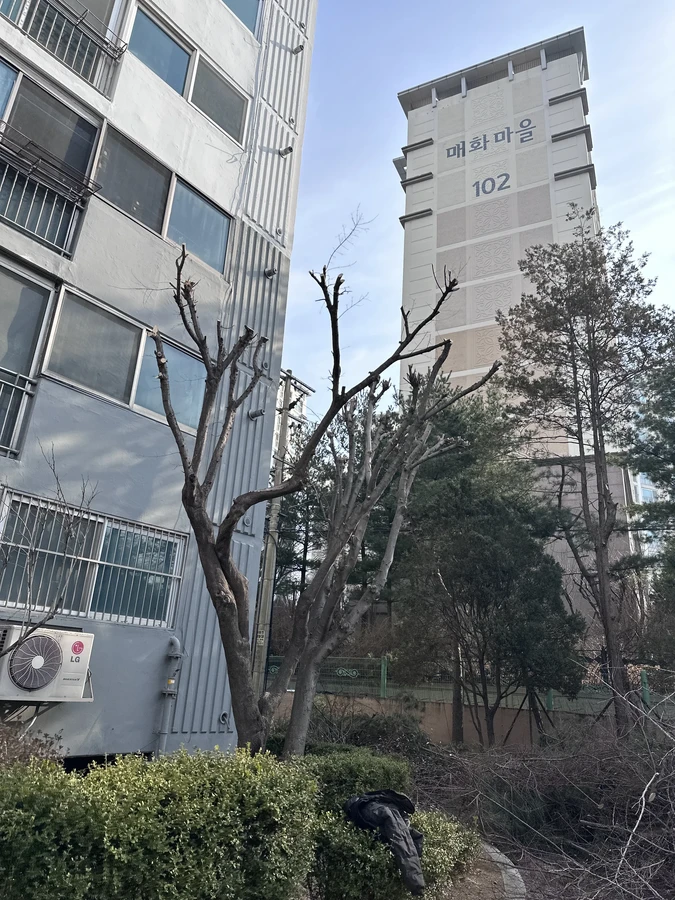 벌목,벌초