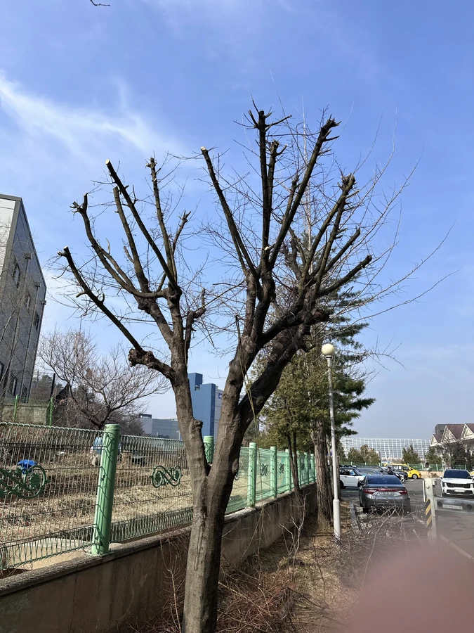 벌목,벌초