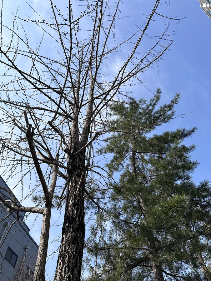벌목,벌초