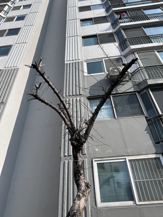 벌목,벌초