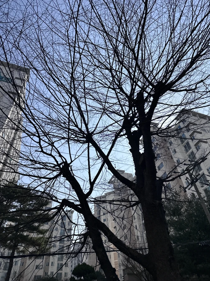 벌목,벌초
