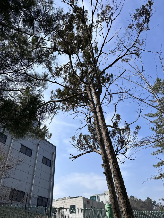 벌목,벌초