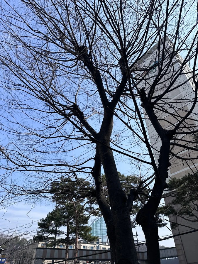 벌목,벌초