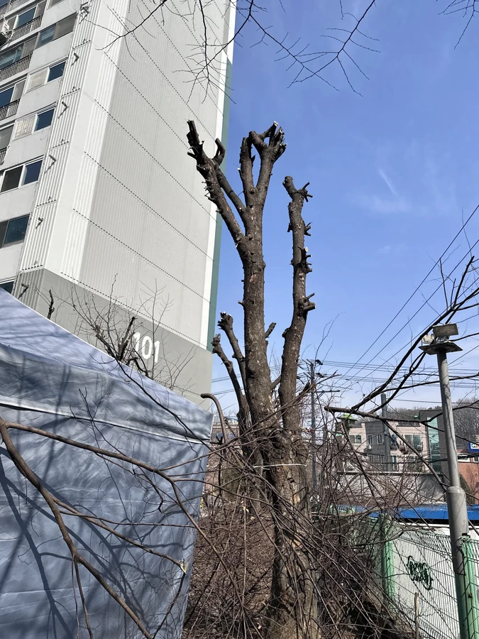 벌목,벌초