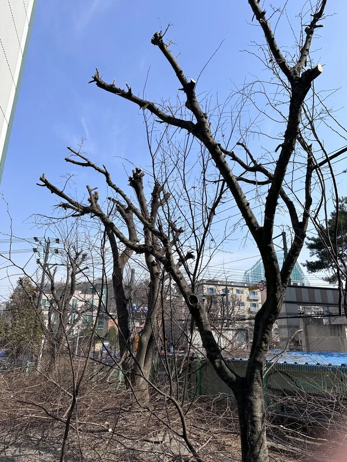 벌목,벌초