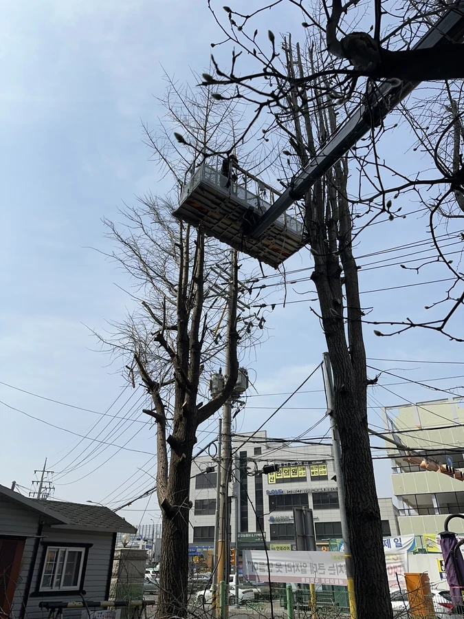 벌목,벌초