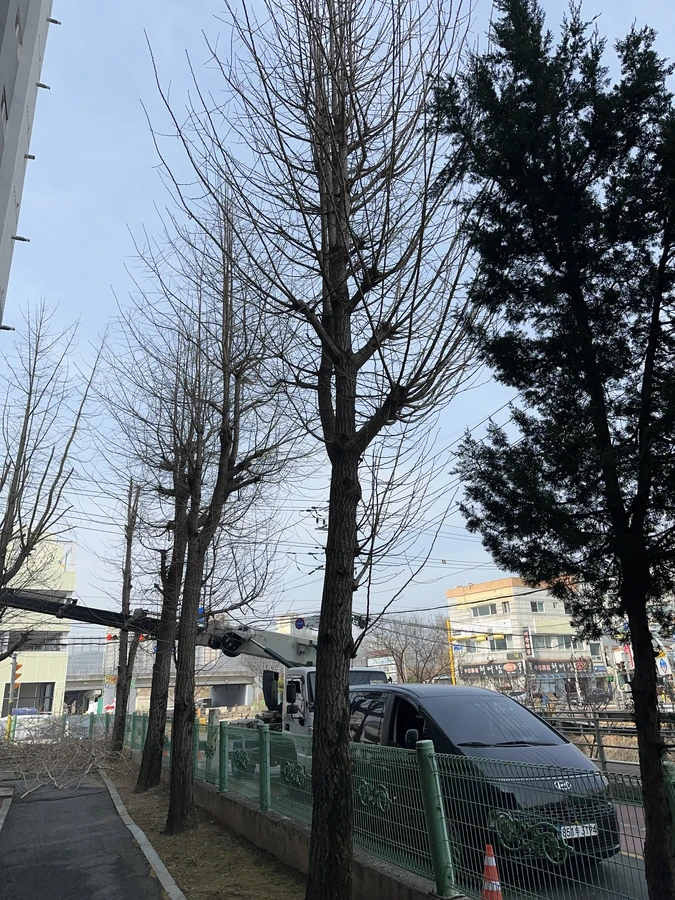 벌목,벌초