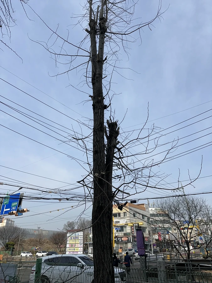 벌목,벌초