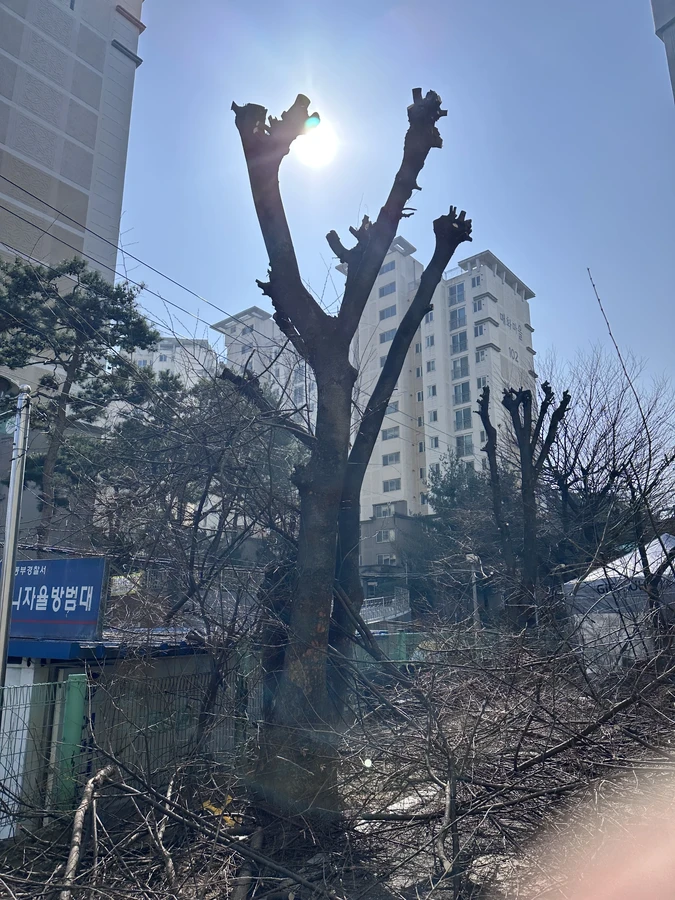 벌목,벌초