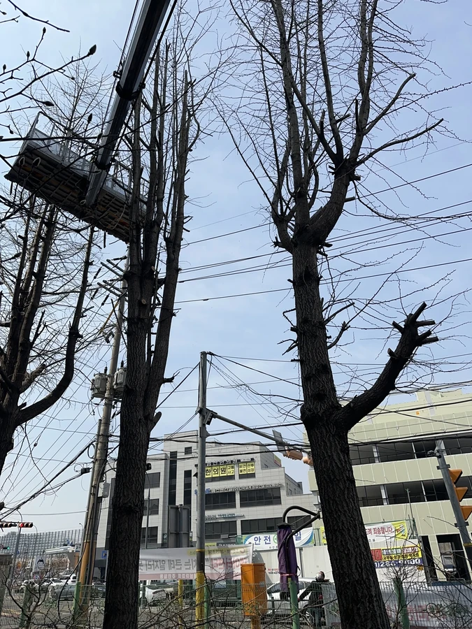 벌목,벌초