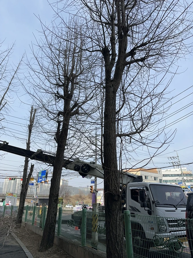 벌목,벌초