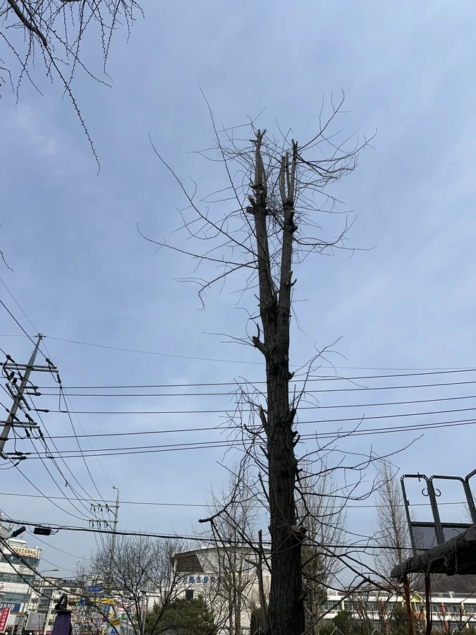 벌목,벌초