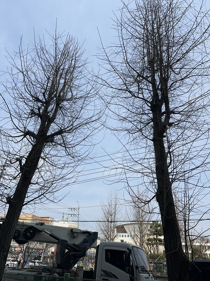 벌목,벌초