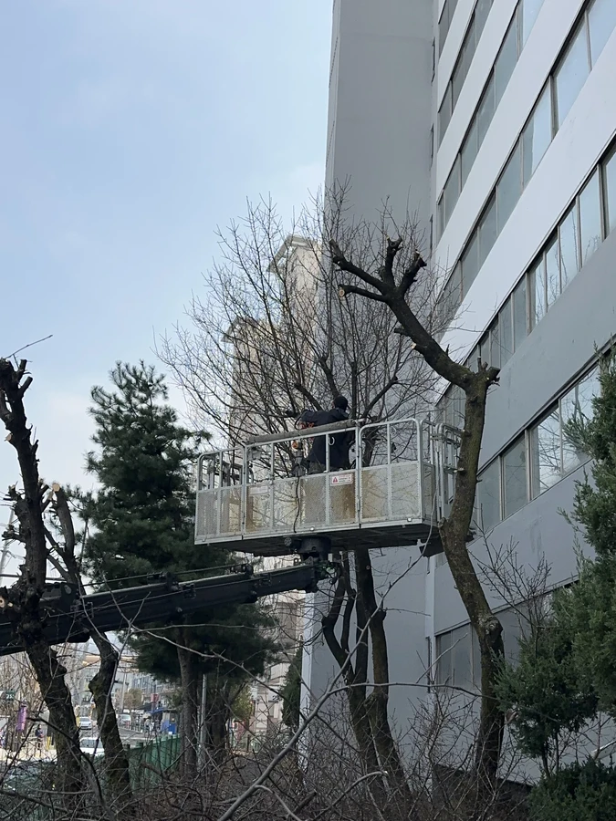 벌목,벌초