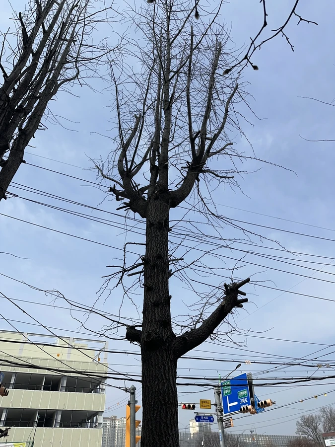벌목,벌초