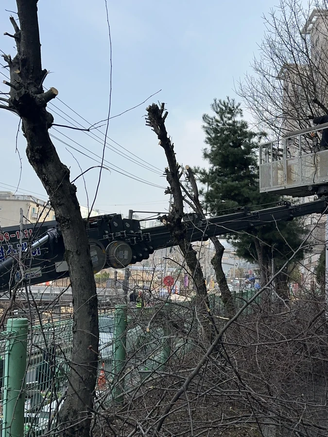 벌목,벌초
