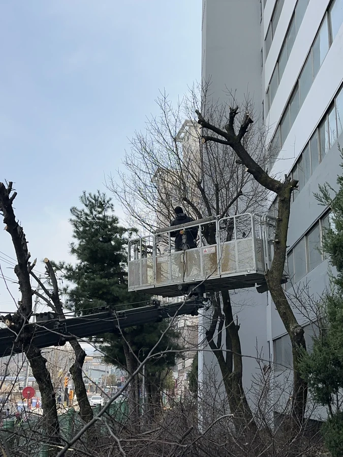벌목,벌초