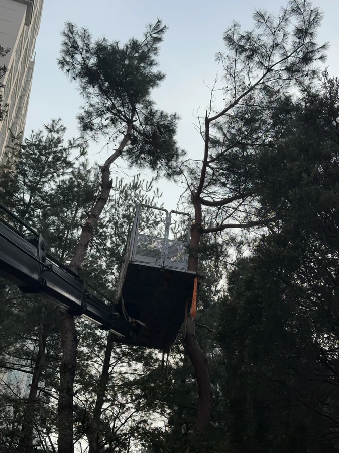 벌목,벌초
