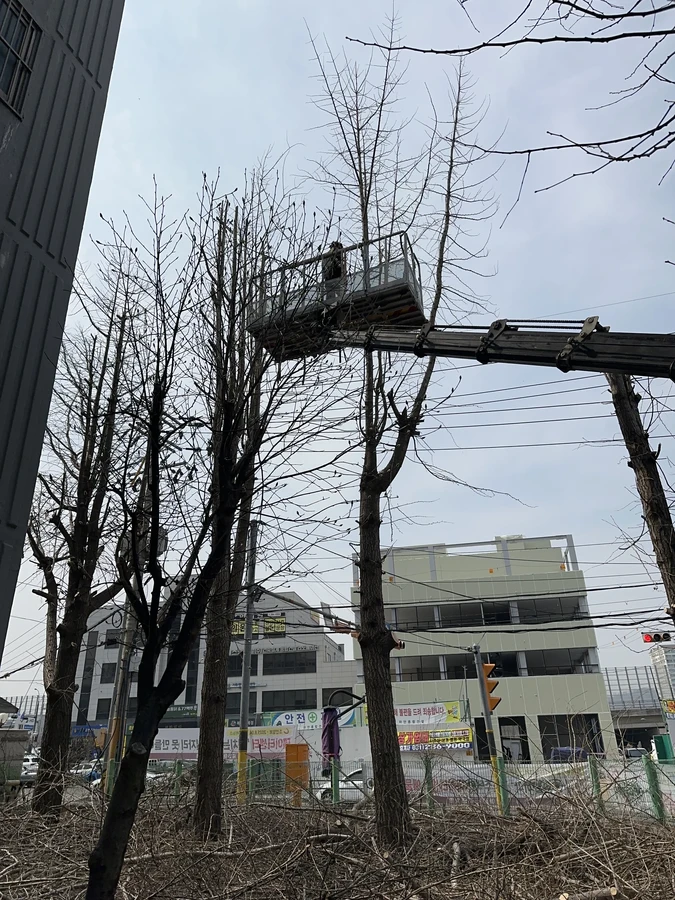 벌목,벌초