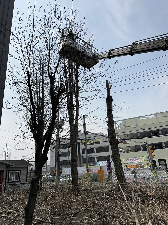 벌목,벌초
