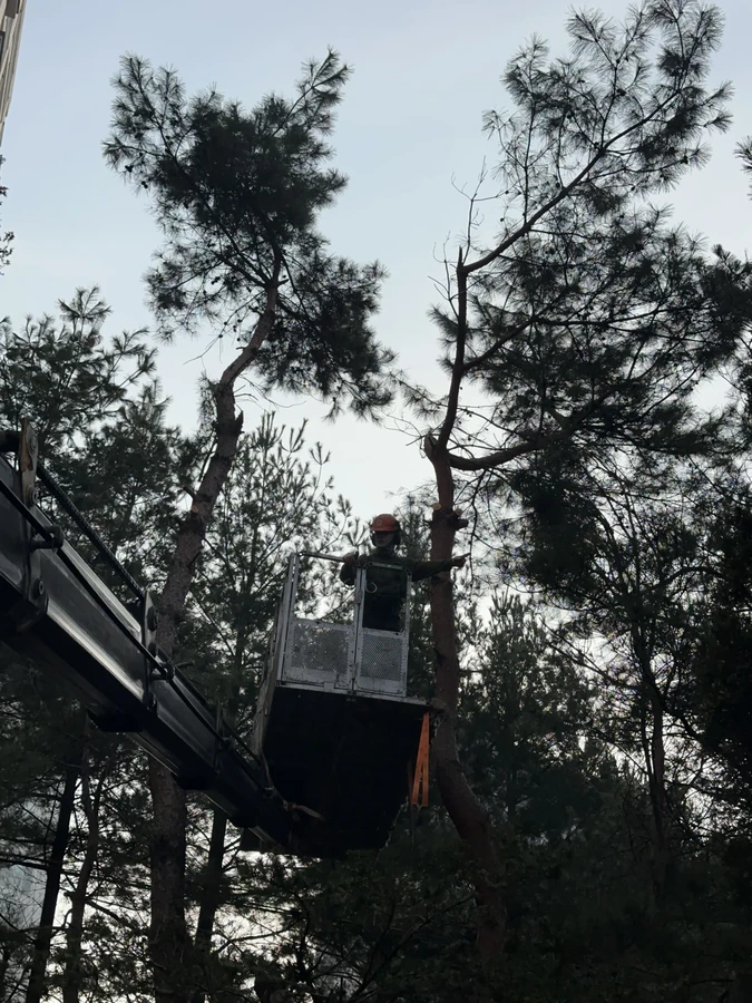 벌목,벌초