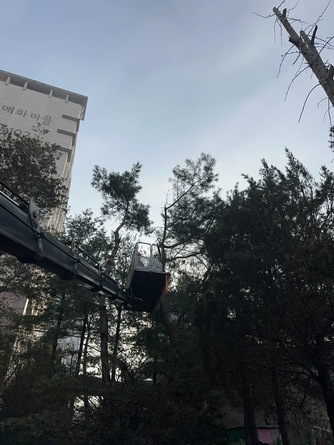 벌목,벌초