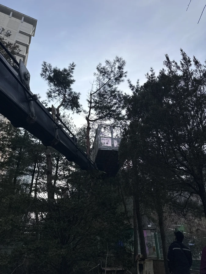 벌목,벌초