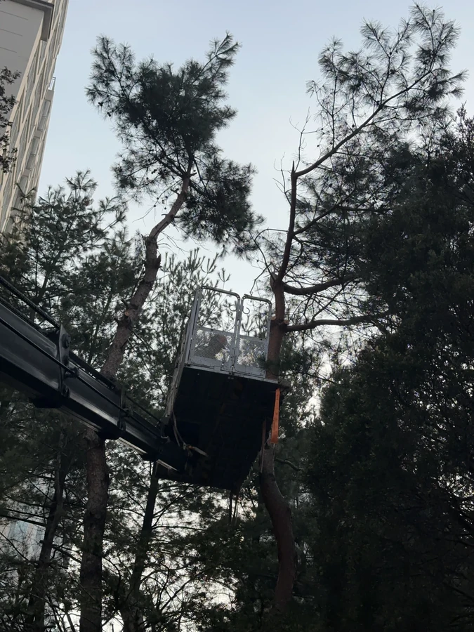 벌목,벌초