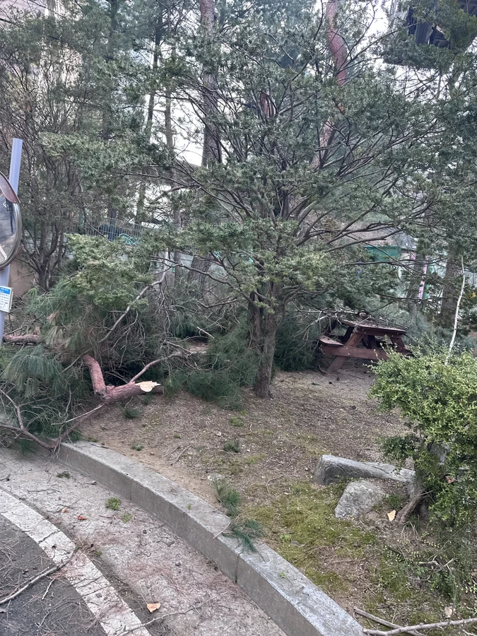 벌목,벌초