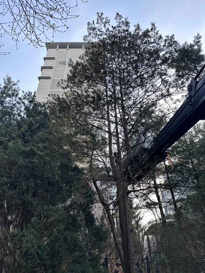 벌목,벌초