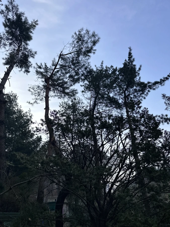 벌목,벌초