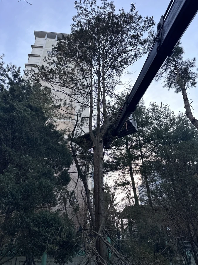 벌목,벌초