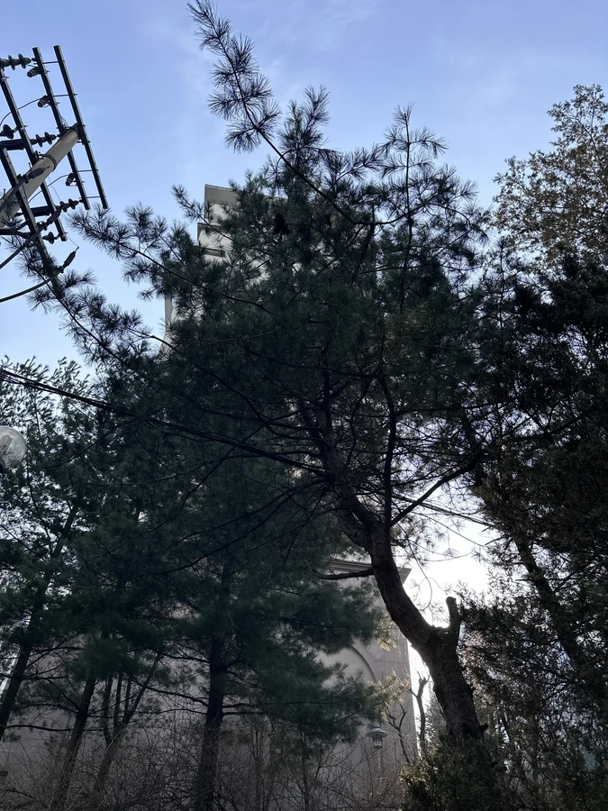 벌목,벌초