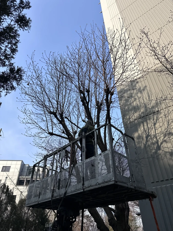 벌목,벌초