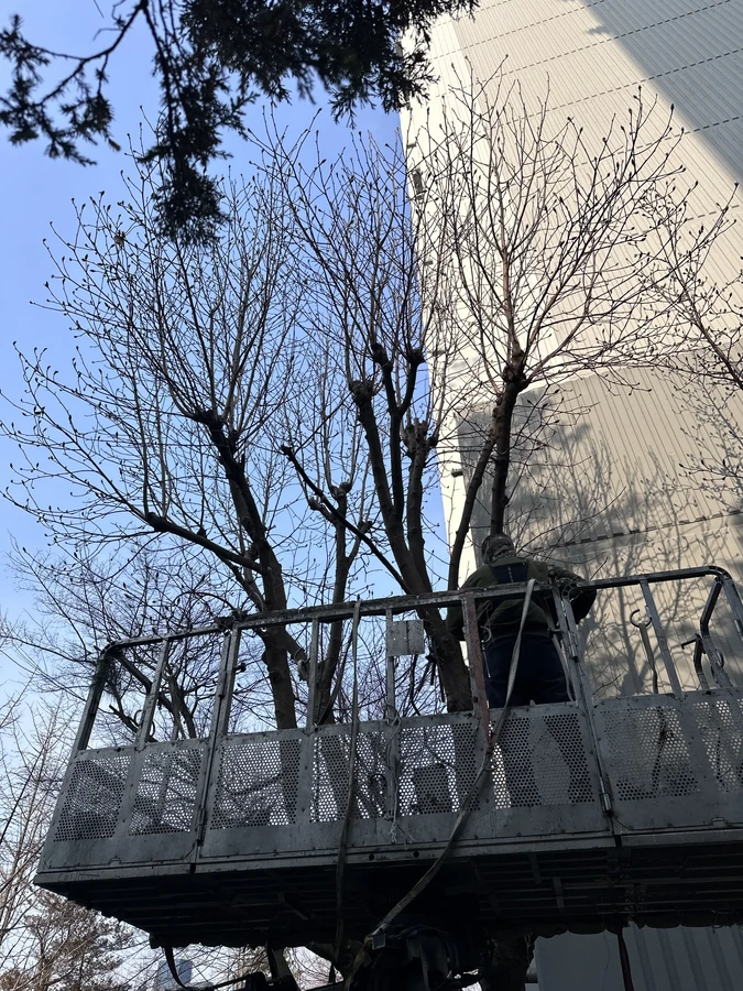 벌목,벌초