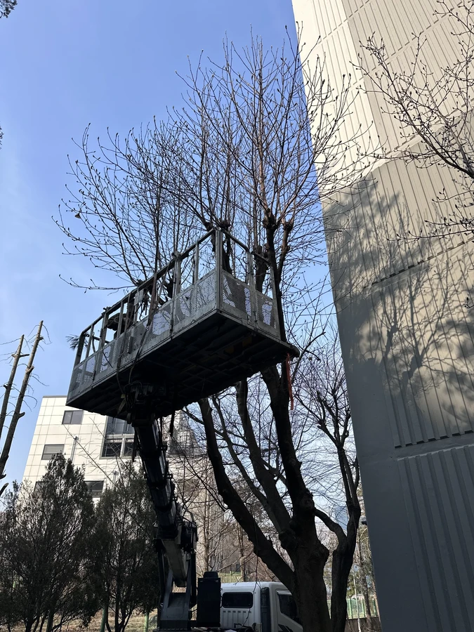 벌목,벌초