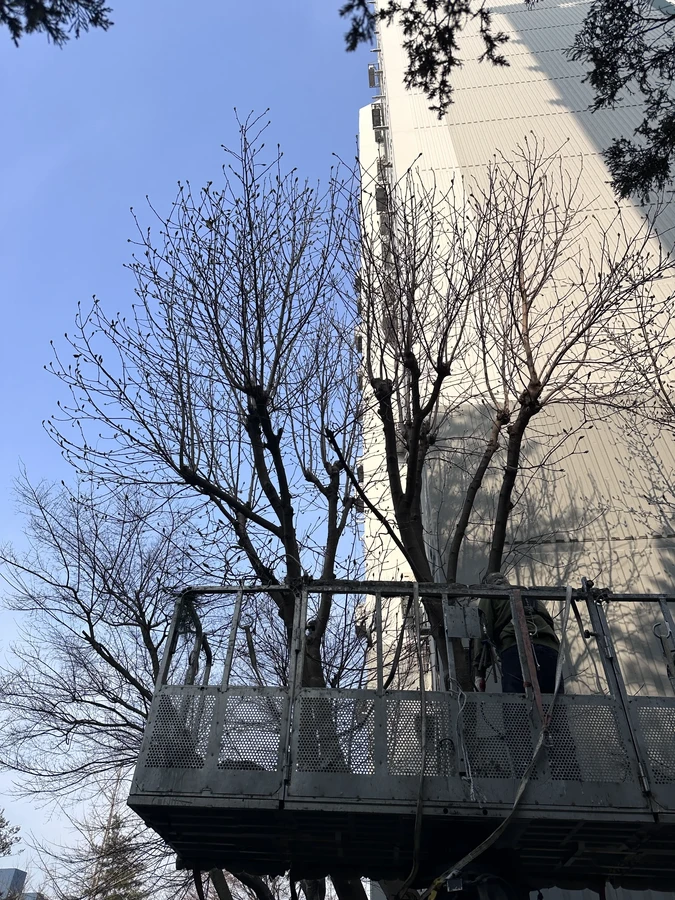 벌목,벌초