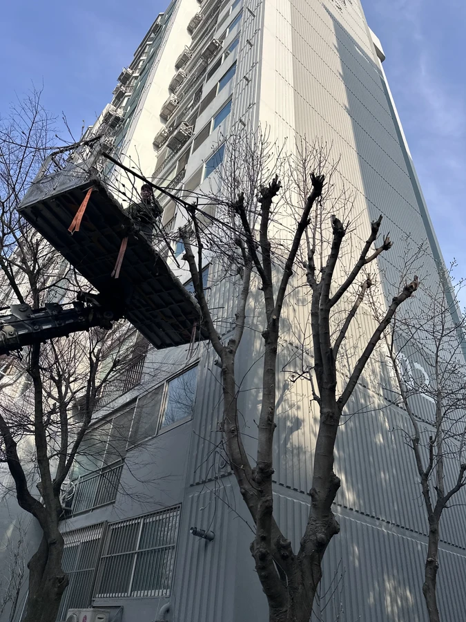 벌목,벌초