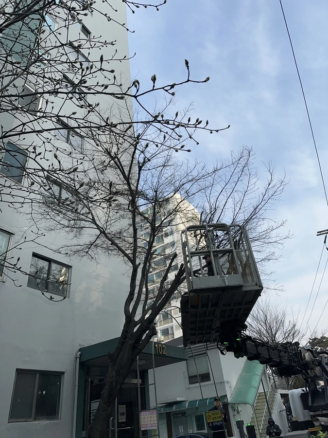 벌목,벌초