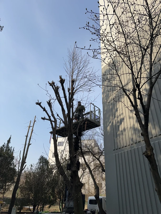 벌목,벌초
