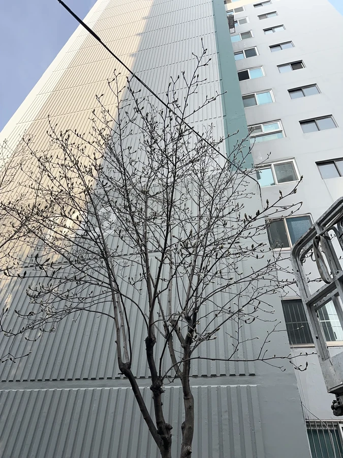 벌목,벌초